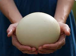 ostrich egg art