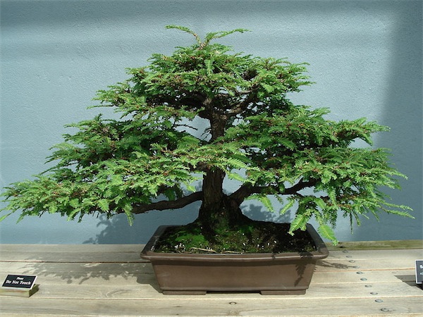 A Perfect DIY bonsai redwood