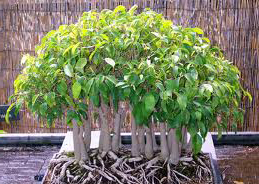 bonsai forest