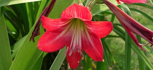 Houseplants such as the Hippeastrum_Amaryllis(S)
