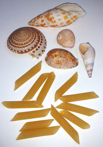 Shells-Pasta01