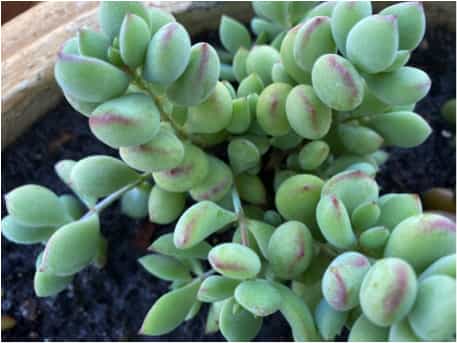 Cotyledon pendens