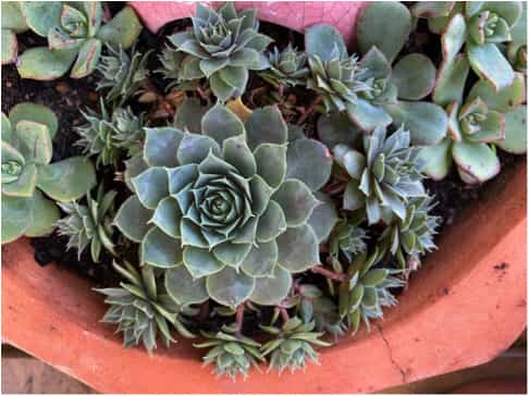 Hen and chicks